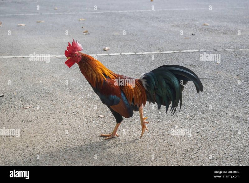 Netherlands - chicken road gokkast
