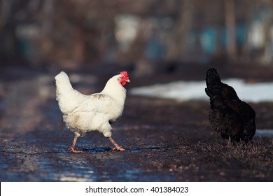 Erfolgreich im Spiel Der Geheimnisvolle Hahn Weg in Deutschland, chicken road demo